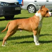 Karballido Staffs Taste The Fame