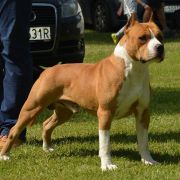 Karballido Staffs Taste The Fame 2