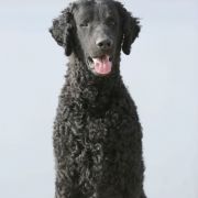 KARNAWAŁOWY TOAST z BasiSfory 2