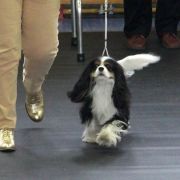 KAYA Cavikus Poland FCI