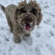 KEFALINA Pies de Perro 3