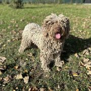 KEFALINA Pies de Perro 4