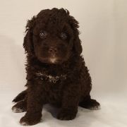 KEFALINIA Pies de Perro (FCI)