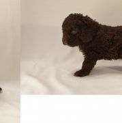 KEFALINIA Pies de Perro (FCI)