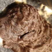 KEFALINIA Pies de Perro (FCI)