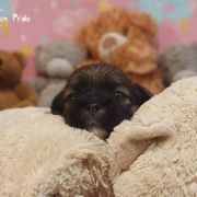 KELSANG The Tibetan Pride (FCI)