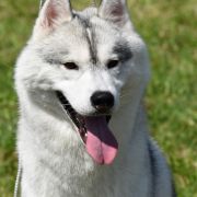 KENNY POWERS OF SIBERIAN LADY