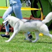 KENNY POWERS OF SIBERIAN LADY