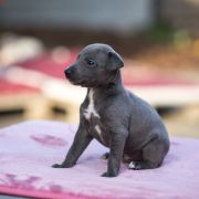 KENRICK-RUNAR Paka Czworaka