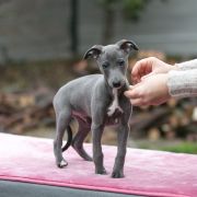 KENRICK-RUNAR Paka Czworaka