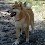 Khakufu Akemi Jaqueline