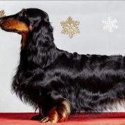 KHALESSI Hokus Pokus z Perłowej 