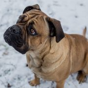 Kikimora Crazy Clan FCI 2