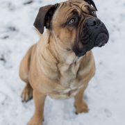 Kikimora Crazy Clan FCI 3