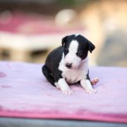 KIMCHI Paka Czworaka