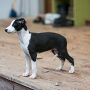 KIMCHI Paka Czworaka