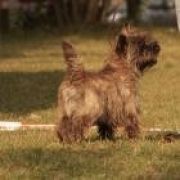 KIMO GRANDIFLORA Połkrza 2