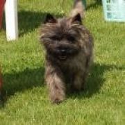 KIMO GRANDIFLORA Połkrza