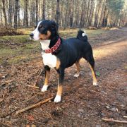 Kina Brwileński Las 2