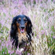  Kinchville Vinno Veretti