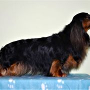  Kinchville Vinno Veretti 2