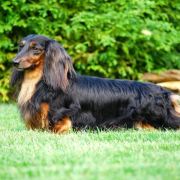  Kinchville Vinno Veretti 4