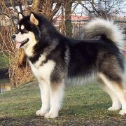 KING OF CHAMPIONS Polarni Usvit 3