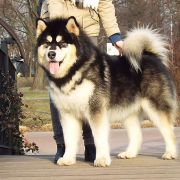 KING OF CHAMPIONS Polarni Usvit 4