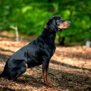 KIRA Z Sokołowskiej Ziemi