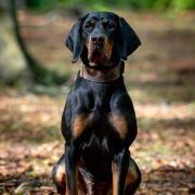 KIRA Z Sokołowskiej Ziemi