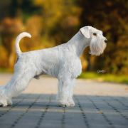 KIRO Wise Lord Lija Fci