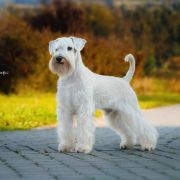 KIRO Wise Lord Lija Fci