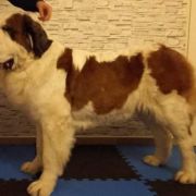 Knaga Dar Świętego Bernarda (FCI)