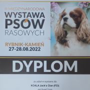 KOALA Jack's Clan (FCI)