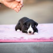 KOBALT Paka Czworaka