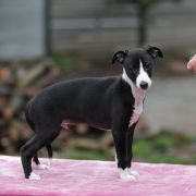 KOBALT Paka Czworaka