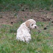 KODA Ferajna znad Warty