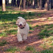 KODA Ferajna znad Warty