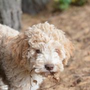 KODA Ferajna znad Warty