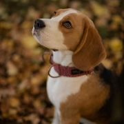 KOKO British Guardians