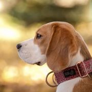 KOKO British Guardians 2