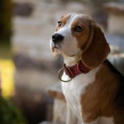 KOKO British Guardians 3