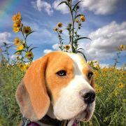 KOKO British Guardians 4