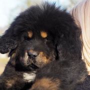  Koko Molosy Dobrońskie FCI