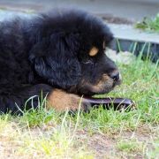  Koko Molosy Dobrońskie FCI 2