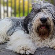 KROKUS z Agaponu FCI