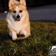 KRÓLOWA KLARA Famiglia Della Regina 2