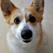 KRÓLOWA KLARA Famiglia Della Regina 3