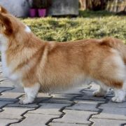 KRÓLOWA KLARA Famiglia Della Regina 4