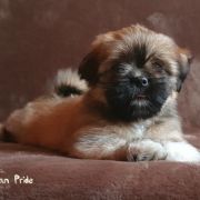 KUNSANG The Tibetan Pride (FCI)